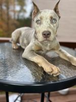American Bully Puppies for sale in Atlanta, GA, USA. price: $1,500