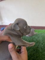 American Bully Puppies for sale in Thrissur, Kerala, India. price: 25,000 INR