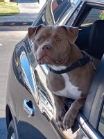 American Bully Puppies for sale in Las Vegas, NV, USA. price: $1,000