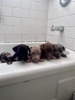 American Bully Puppies for sale in Fishkill, NY 12524, USA. price: $1,000