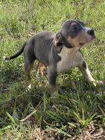 American Bully Puppies for sale in Orlando, FL, USA. price: $350