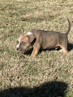 American Bully Puppies for sale in Atoka, OK 74525, USA. price: NA