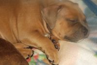 American Bully Puppies for sale in Coudersport, PA 16915, USA. price: NA