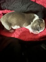 American Bully Puppies for sale in Lorain, OH, USA. price: $800