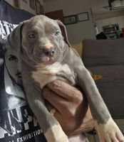 American Bully Puppies for sale in Plainfield, IL, USA. price: $1,000