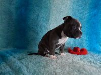 American Bully Puppies for sale in Portland, OR, USA. price: $1,800