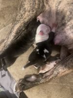 American Bully Puppies for sale in Rochester, NY, USA. price: $800
