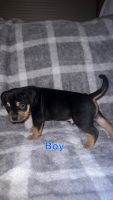 American Bully Puppies for sale in Byron, NY 14422, USA. price: $3,500
