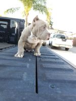 American Bully Puppies for sale in San Jose, CA, USA. price: $3,000