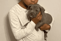 American Bully Puppies for sale in Passaic, New Jersey. price: NA
