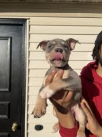 American Bully Puppies for sale in Rochester, New York. price: NA