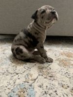 American Bully Puppies for sale in Inman, South Carolina. price: $1,500