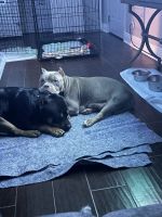 American Bully Puppies for sale in Laplace, Louisiana. price: $1,200