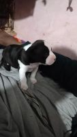 American Bully Puppies for sale in Ghaziabad, Uttar Pradesh. price: 19,000 INR