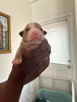 American Bully Puppies for sale in Garner, North Carolina. price: $2,500