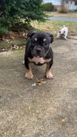 American Bully Puppies for sale in St. Louis, Missouri. price: $1,800