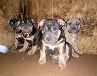 American Bully Puppies for sale in Philadelphia, Pennsylvania. price: $1,000