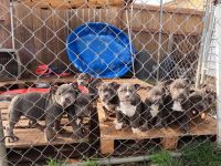 American Bully Puppies for sale in Portland, OR, USA. price: $2