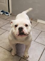 American Bully Puppies for sale in Oak Lawn, IL 60453, USA. price: $350