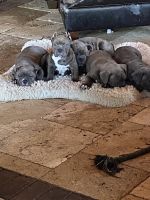 American Bully Puppies for sale in Germantown, Tennessee. price: $3,500