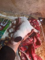American Bully Puppies for sale in Baraut, Uttar Pradesh. price: 600,012,000 INR
