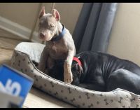 American Bully Puppies for sale in Raleigh, North Carolina. price: $850