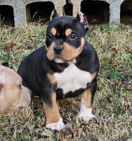 American Bully Puppies for sale in Athens, Tennessee. price: $3,000