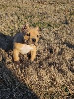 American Bully Puppies for sale in Athens, Tennessee. price: $3,000