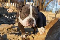 American Bully Puppies for sale in Johnstown, Pennsylvania. price: $150,000