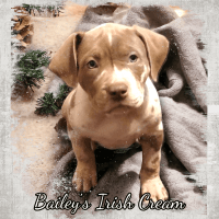American Bully Puppies for sale in Dayton, Texas. price: $1,000