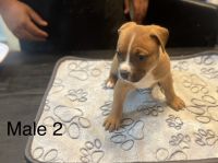 American Bully Puppies for sale in Jackson, Mississippi. price: $1,000