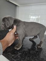 American Bully Puppies for sale in Fridley, Minnesota. price: $1,200