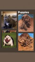 American Bully Puppies for sale in Cleveland, Ohio. price: NA
