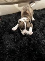 American Bully Puppies for sale in Lynnwood, Washington. price: $850