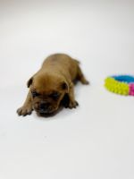 American Bully Puppies for sale in Tampa, FL, USA. price: $1,850
