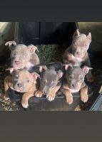 American Bully Puppies for sale in South Windsor, Connecticut. price: $1,500