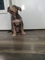 American Bully Puppies for sale in Canton, OH, USA. price: $450