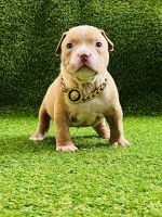 American Bully Puppies for sale in Deltona, Florida. price: NA