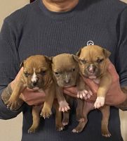 American Bully Puppies for sale in Las Vegas, Nevada. price: $1,200