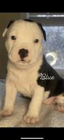 American Bully Puppies for sale in Lawrence, Kansas. price: $175