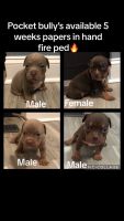 American Bully Puppies for sale in Liberty, North Carolina. price: $2,500