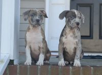 American Bully Puppies for sale in Geneva, New York. price: $1,300