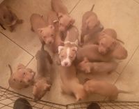 American Bully Puppies for sale in Buckeye, Arizona. price: $250