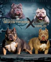 American Bully Puppies for sale in Houston, Texas. price: $3,500