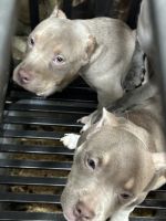American Bully Puppies for sale in Philadelphia, Pennsylvania. price: $3,000