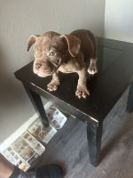 American Bully Puppies for sale in Lancaster, California. price: $1,000