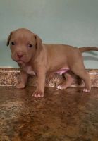 American Bully Puppies for sale in Greensburg, Pennsylvania. price: $1,500