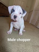 American Bully Puppies for sale in Snow Hill, North Carolina. price: $600