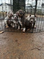 American Bully Puppies for sale in Charlotte, NC, USA. price: $2,000