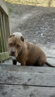 American Bully Puppies for sale in Richmond, Virginia. price: $700